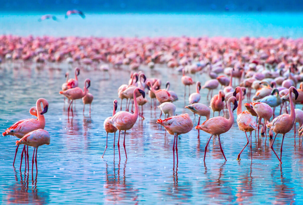 lake-nakuru-national-park1